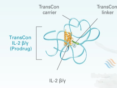 Beyond Achondroplasia. (n.d.). TransCon CNP for achondroplasia. Retrieved February 3, 2025, from https://www.beyondachondroplasia.org/en/health/treatments/emergent-treatments/85-transcon-cnp-for-achon