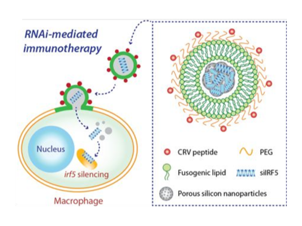 The peptide-targeted, fusogenic porous silicon nanoparticles (F-pSiNPs) and their mode of action in delivering and silencing the Irf5 gene in macrophages, as a broad-class strategy for treatment of Gr