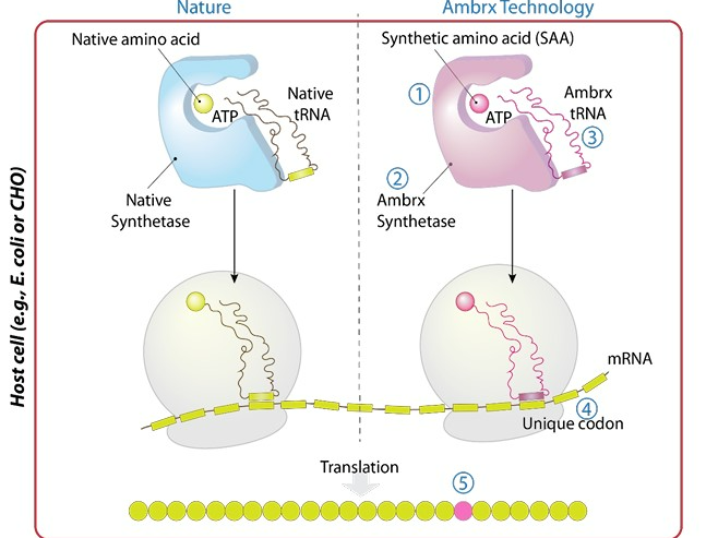 Intracellular Mechanism of Action of ADC Technology