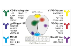 HIV-1 reactive bNAbs, including in yellow the site for CAP256V2LS