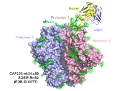 Zhang, et al. Engineering of HIV-1 neutralizing antibody CAP256V2LS for manufacturability and improved half life. Sci Rep 12, 17876 (2022).