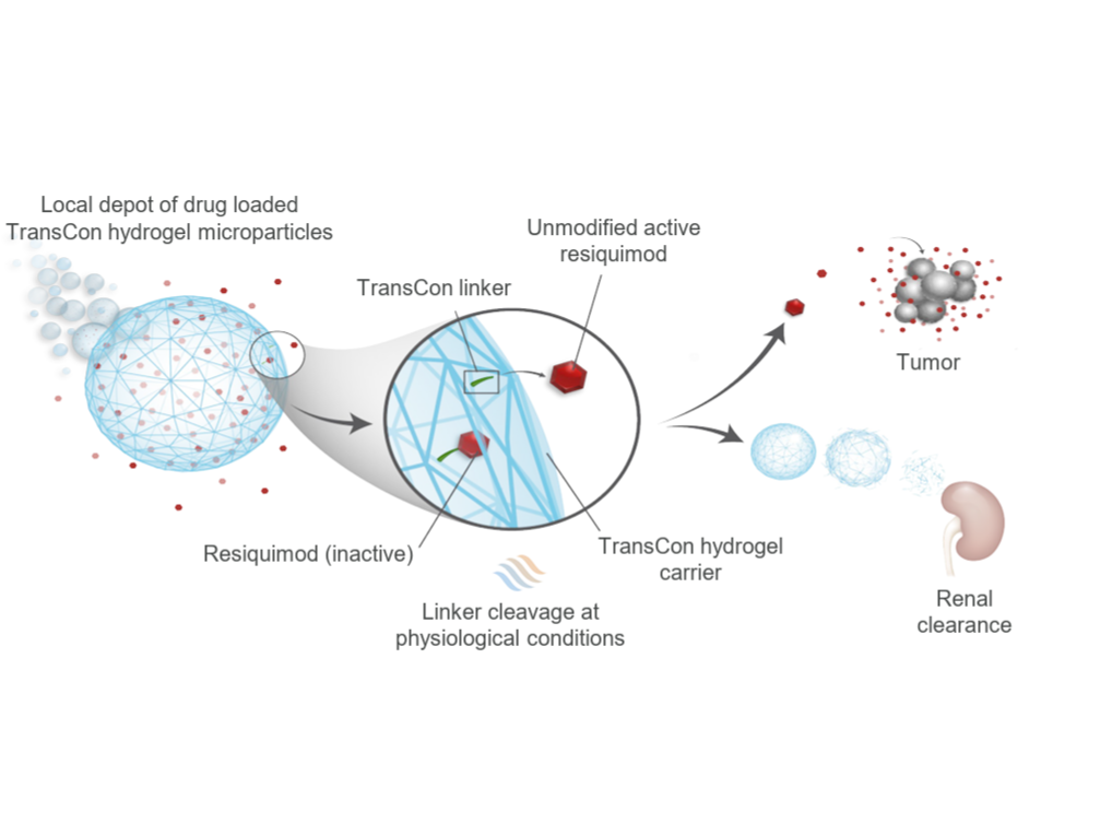 Intracellular deconjugation of TransCon carrier and the linker
