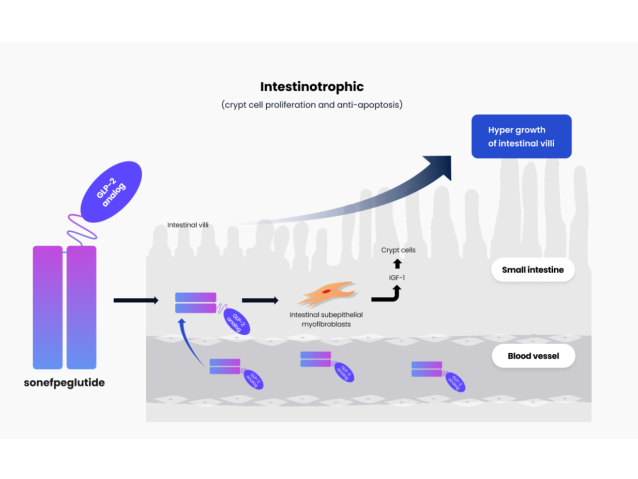 Mechanism of Action of Sonefpeglutide in the intestinal villi