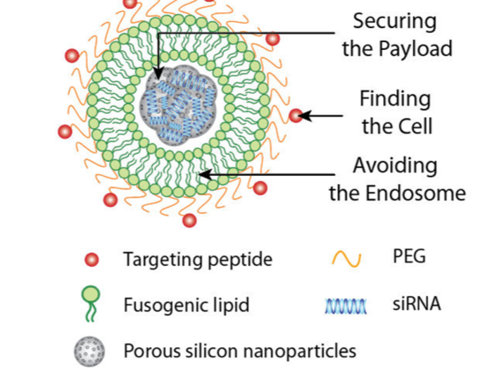 Kim, Byungji, et al. "Securing the payload, finding the cell, and avoiding the endosome: peptide‐targeted, fusogenic porous silicon nanoparticles for delivery of siRNA." Advanced Materials 31.35 (2019