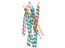 Yuanmei Zhu et al., Mol Ther. 2026