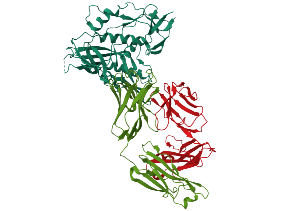 Zhou, T., Georgiev, I., Wu, X., Yang, Z. Y., Dai, K., Finzi, A., ... & Kwong, P. D. (2010). Structural basis for broad and potent neutralization of HIV-1 by antibody VRC01. Science, 329(5993), 811–817