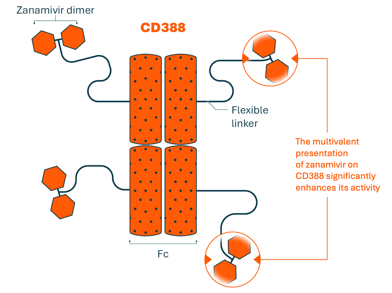 CIDARA corporate presentation June 2025