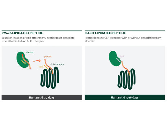 Comparison of LYS-26 lapidated conjugate Vs HALO platform lipidation