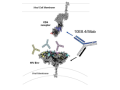 Schematic of bispecific antibody binding to cell and virus